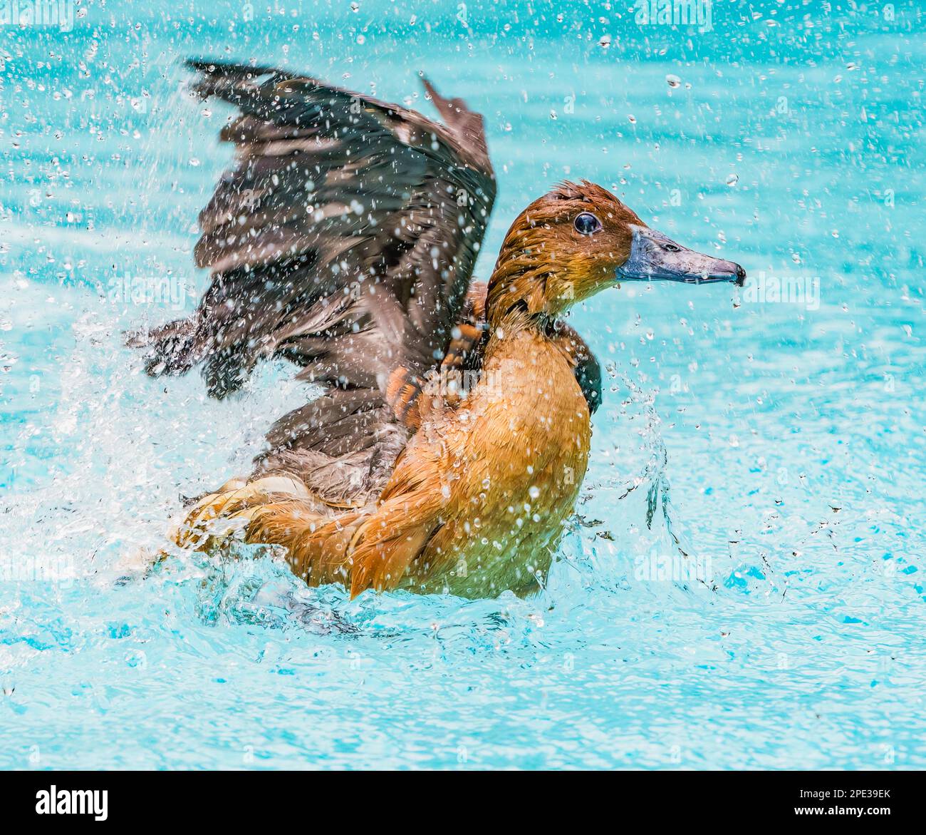 Fulvous Ducks taking a Bath Stock Photo