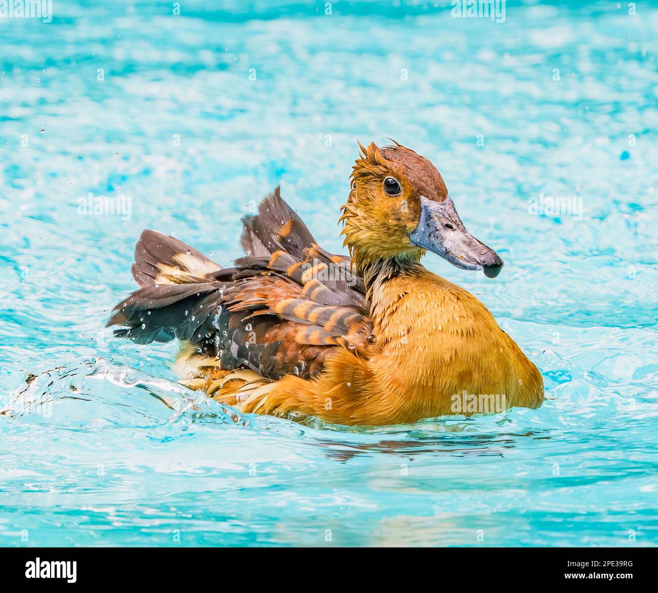 Fulvous Ducks taking a Bath Stock Photo Alamy
