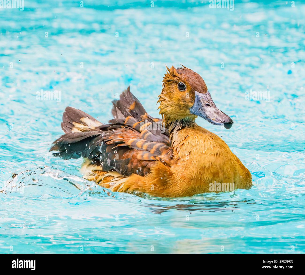 Fulvous Ducks taking a Bath Stock Photo