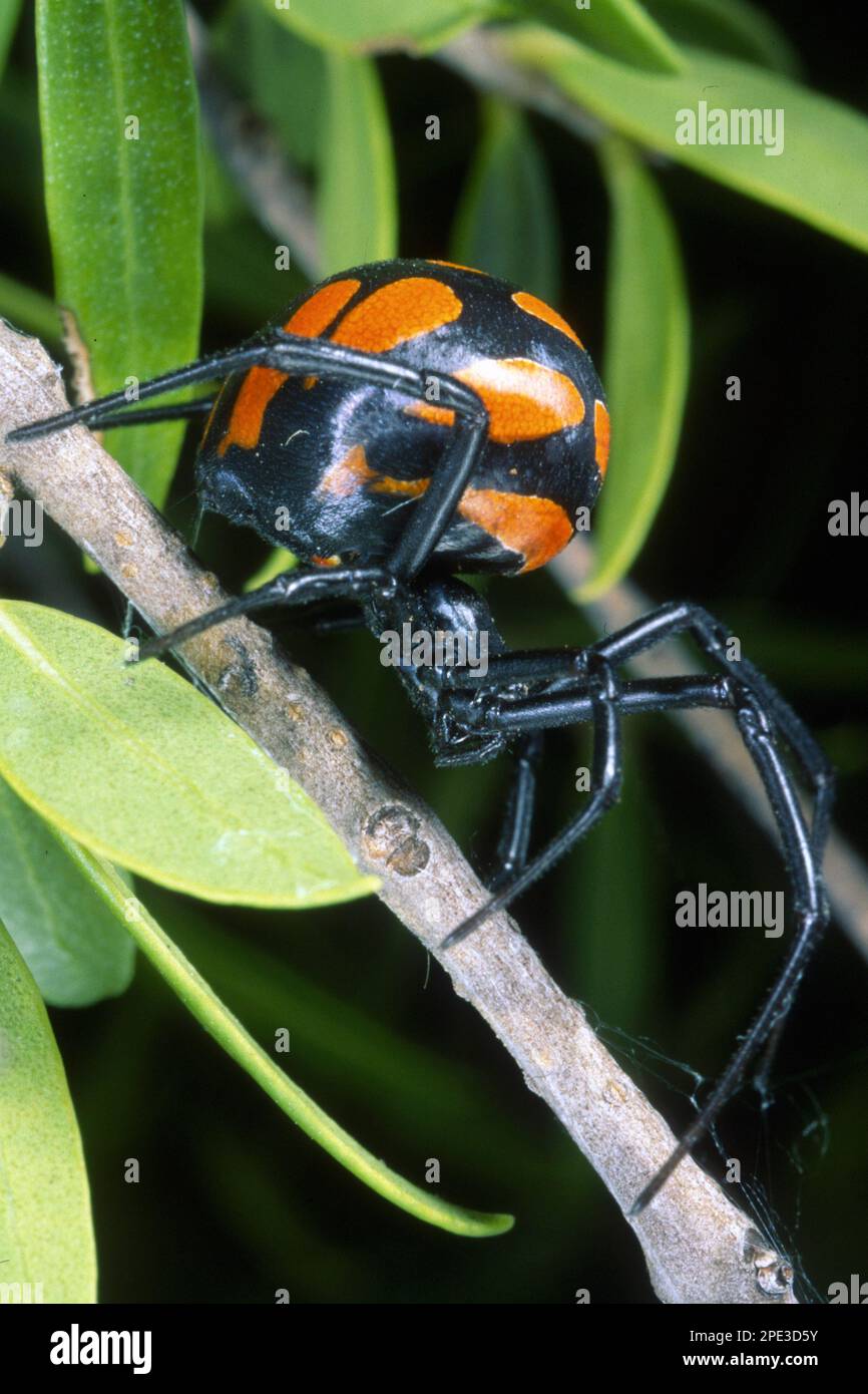 close up of Black widow spider, Latrodectus tredecimguttatus Stock Photo