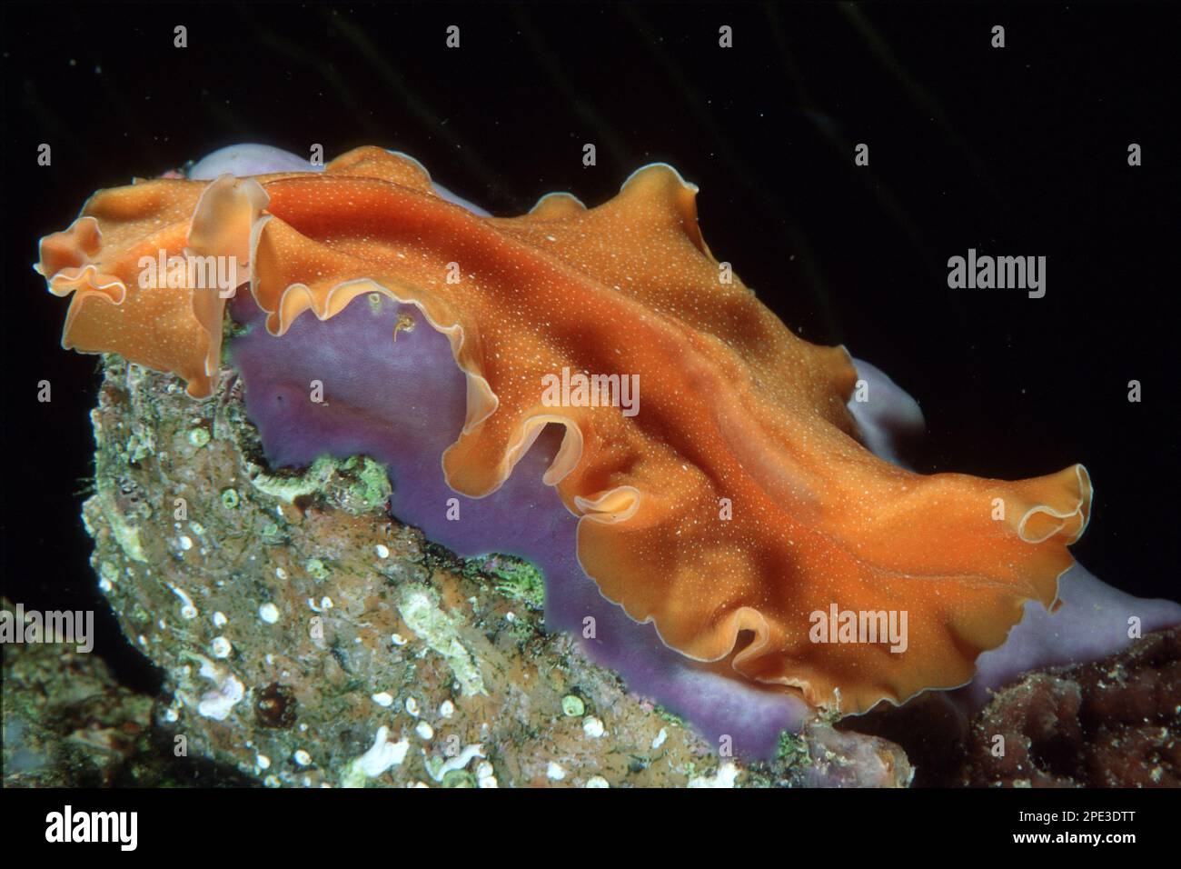 Marine flatworm, Yungia aurantiaca,Pseudocerotidae, Polycladida, Capo Caccia,  Sardegna,  (Sardinia), Italy (Mediterranean sea) Stock Photo