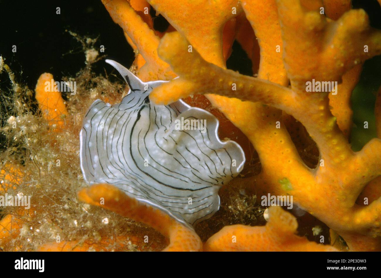 Prostheceraeus vittatus è un piccolo platelminta diffuso in mediterraneo a profondità variabili sino a ca 50m Capo Caccia. Alghero. Sassari. Sardegna. Stock Photo