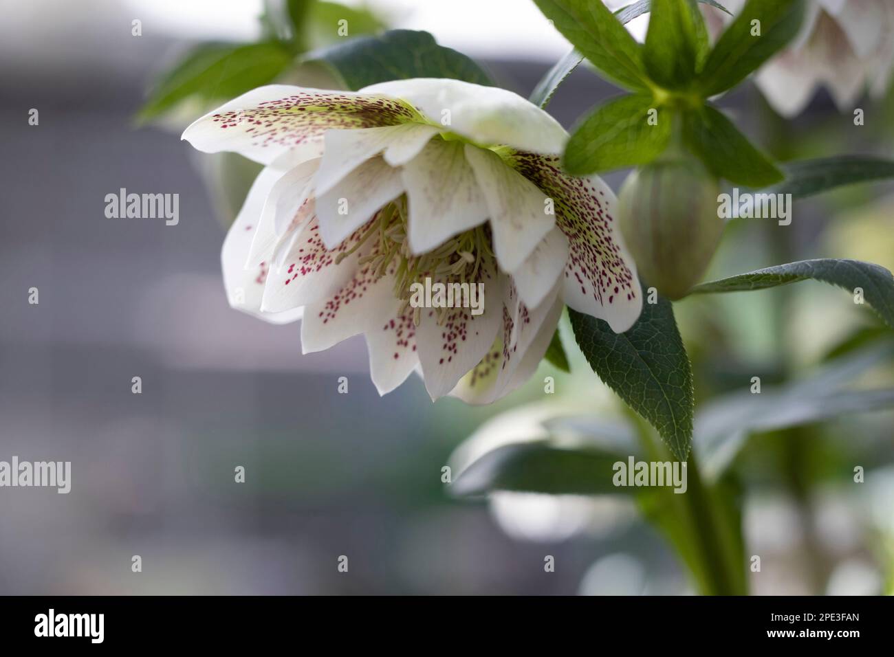 The beautiful spotted white flower of Helleborus orientalis Cinderella in close up. Graceful winter flowering plant with copyspace bottom left. Stock Photo