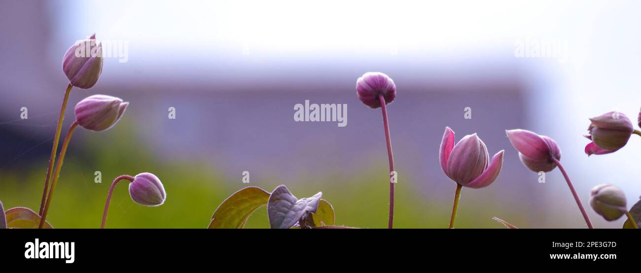 Clematis buds spring hi-res stock photography and images - Alamy