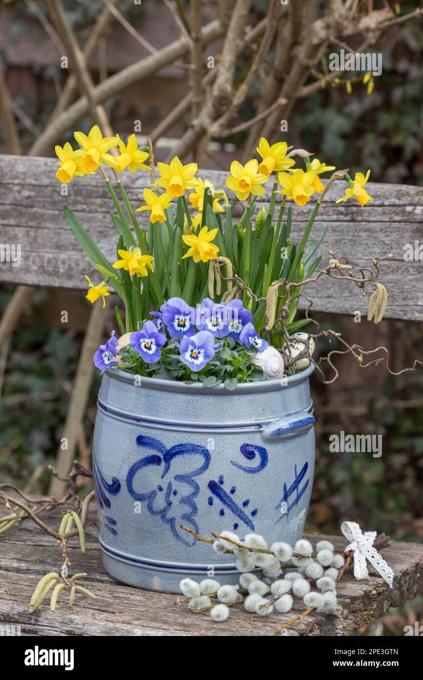 blue viola flowers and yellow narcissus in old rum pot in garden Stock Photo