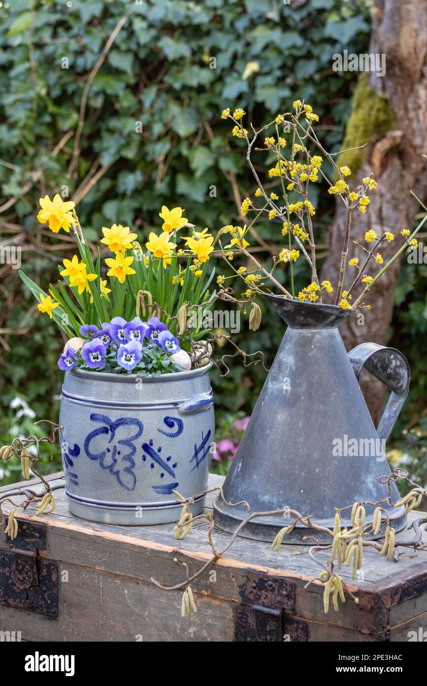spring garden arrangement with blue viola flower and narcissus in rum pot and branches of cornelian-cherry in vintage jug Stock Photo