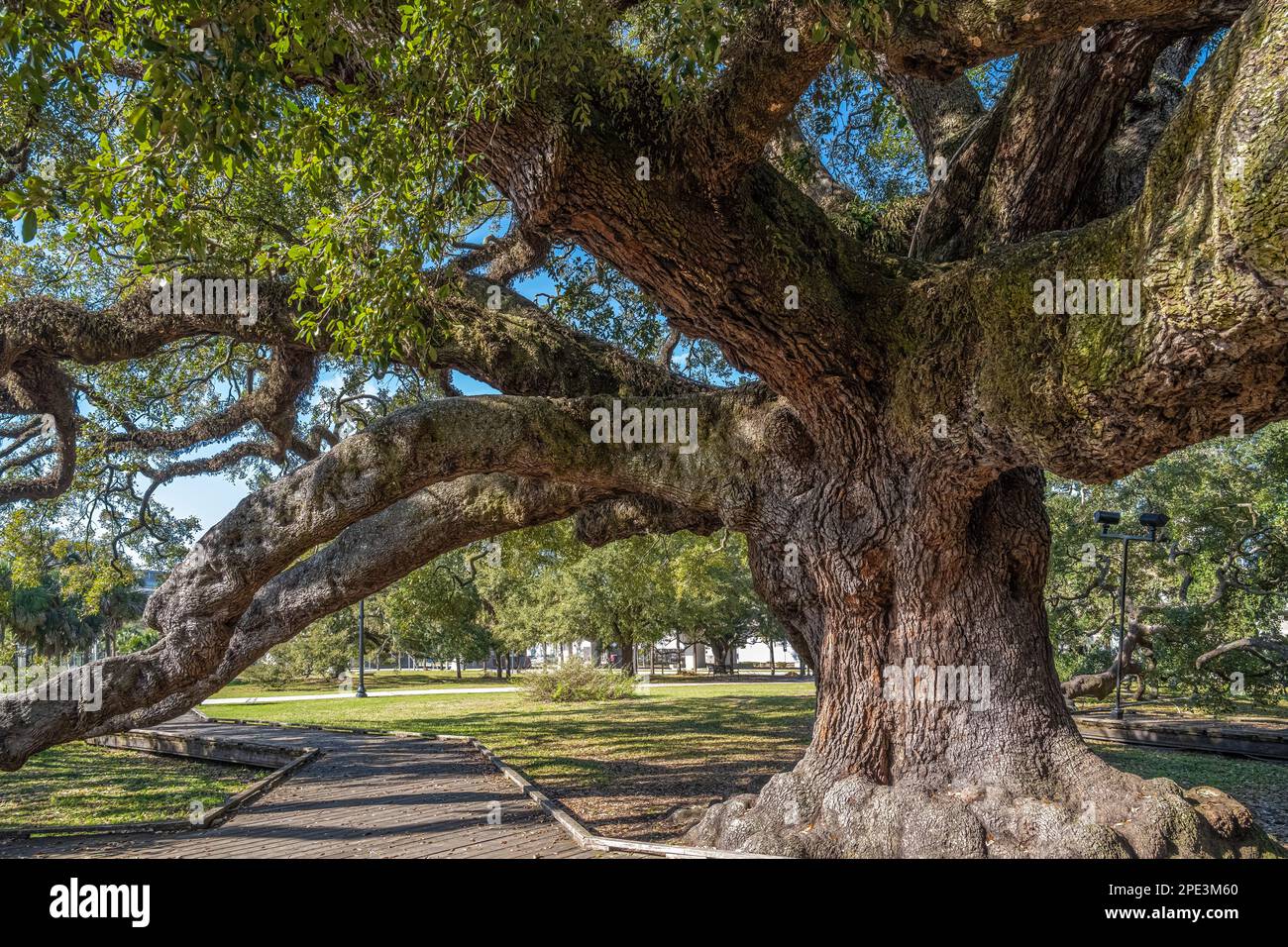 Treaty Oak, a massive and ancient Florida live oak tree at Jessie Ball duPont Park in downtown Jacksonville, Florida. (USA) Stock Photo