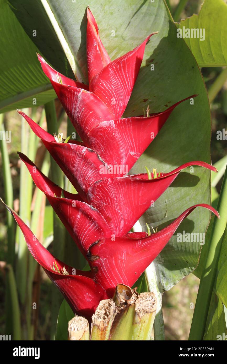 Pisangpisangan (bananas) flower, it is called a bananapisangan flower