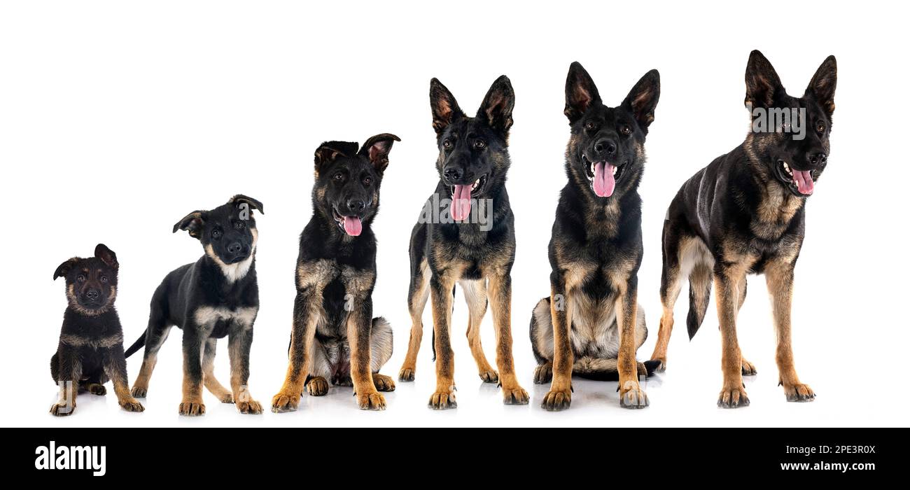 young german shepherds in front of white background Stock Photo Alamy