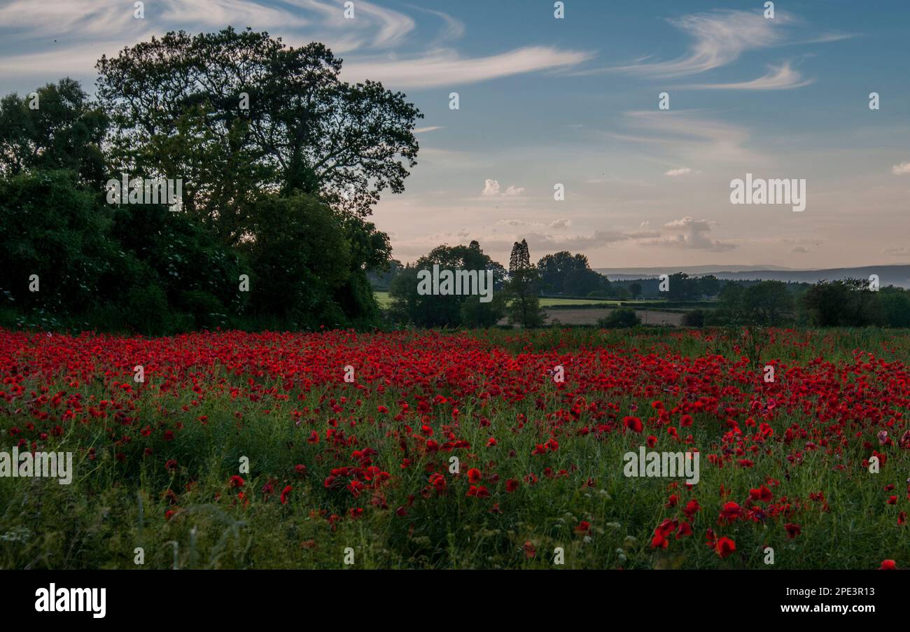 A poppy field with blue sky Stock Photo