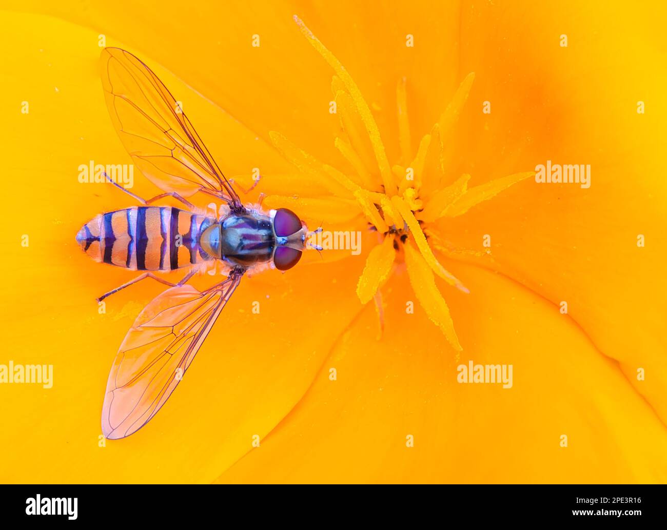 A hoverfly suping nectar on an orange flower Stock Photo