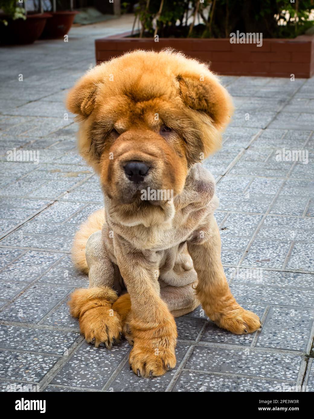 A Bear Coat Shar Pei, a type of Chinese Shar Pei dog, sits on the pavement in Long Xuyen, Vietnam. Stock Photo