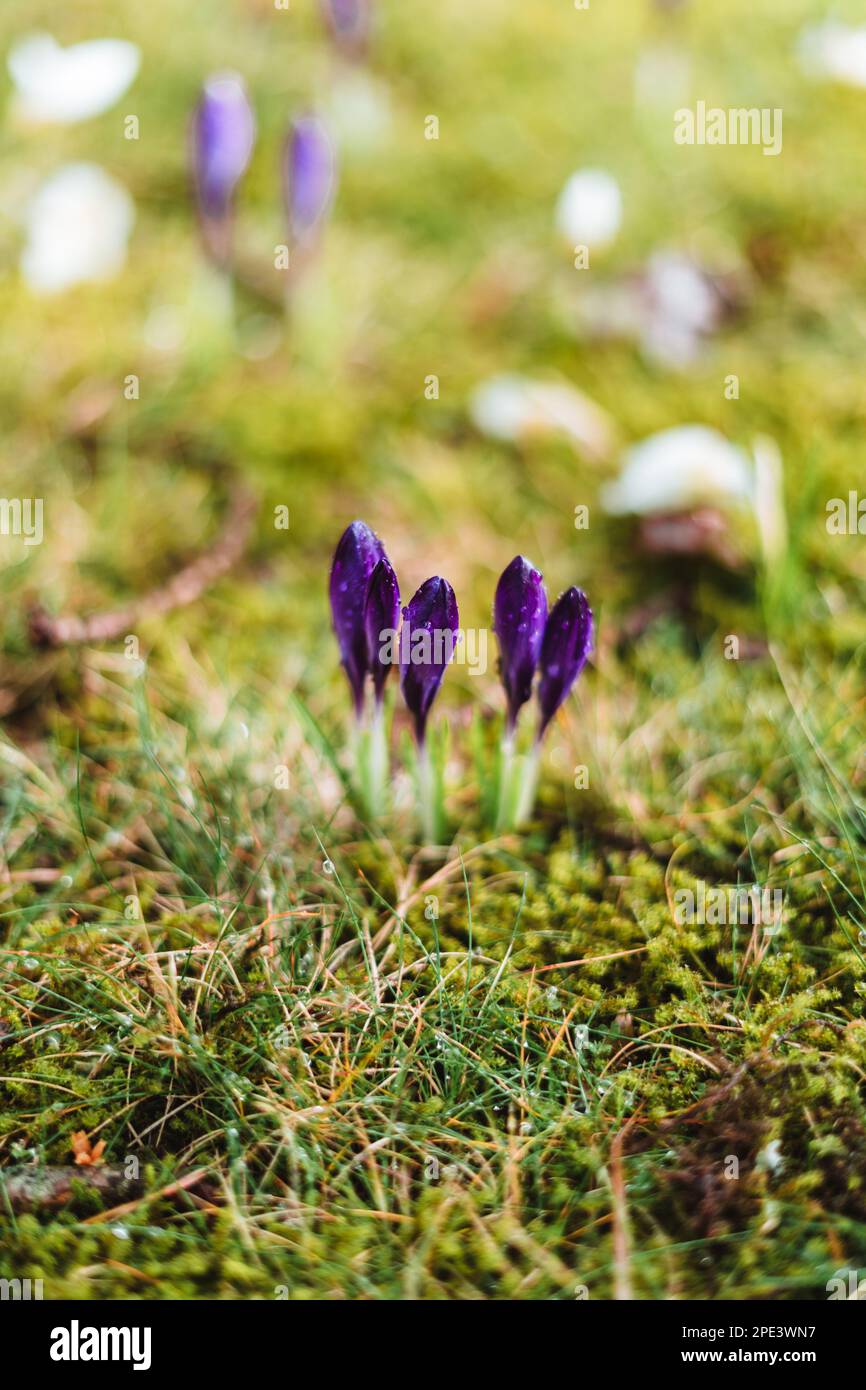Purple crocus with raindrops on it in spring Stock Photo