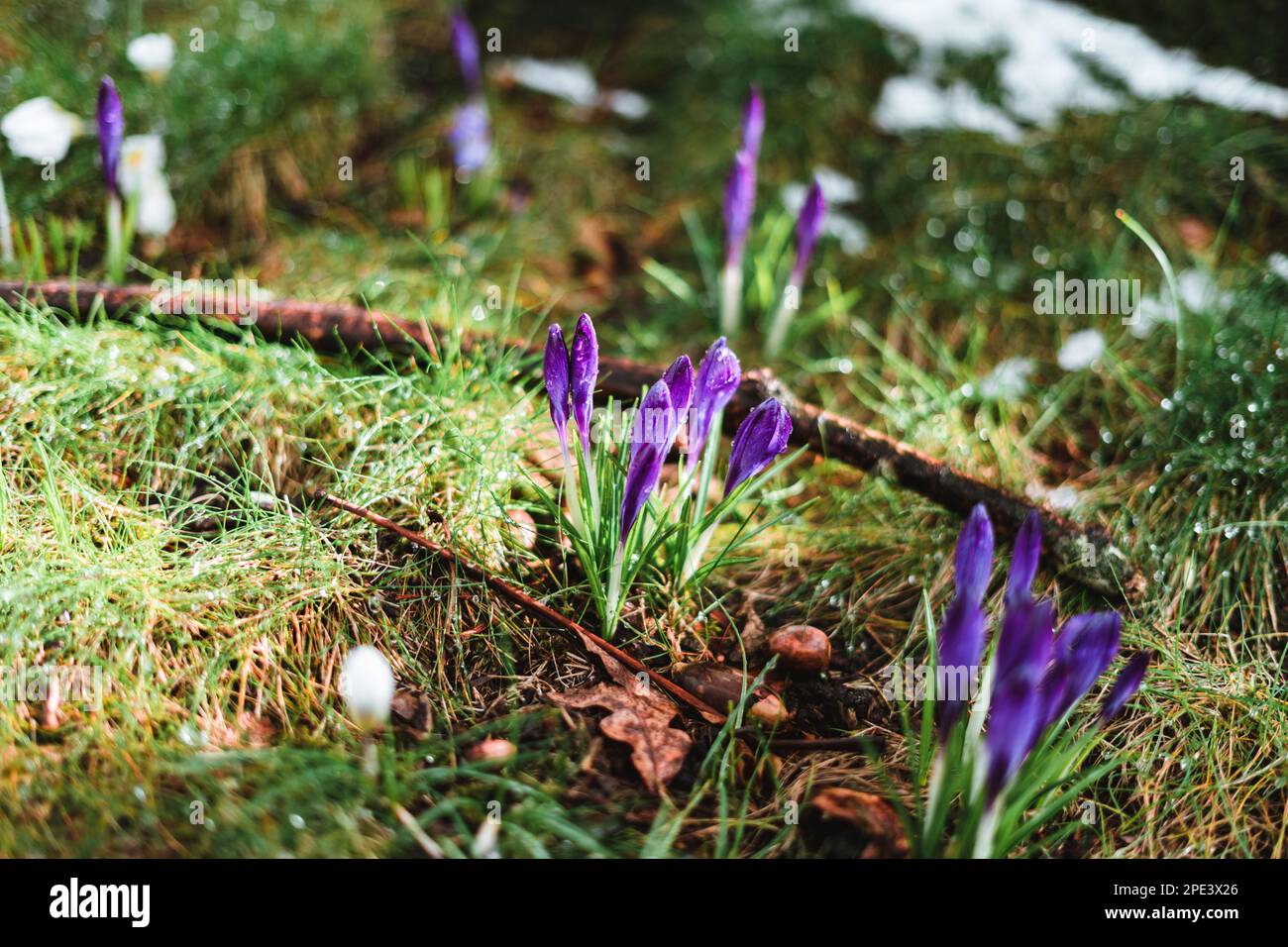 Purple crocus with raindrops on it in spring Stock Photo
