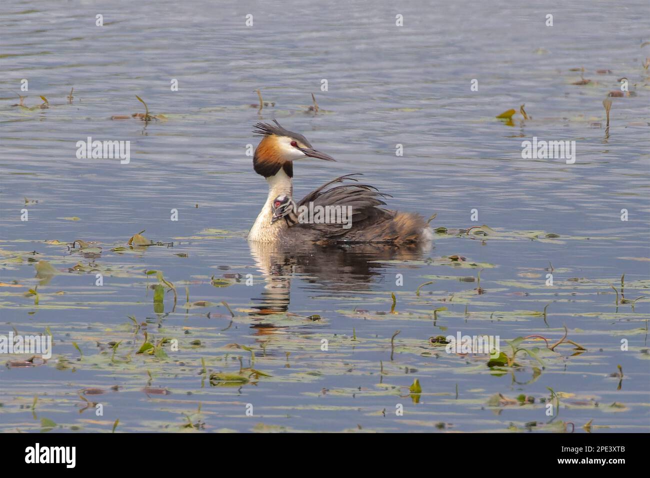 A great crested grebe with chick on its back Stock Photo