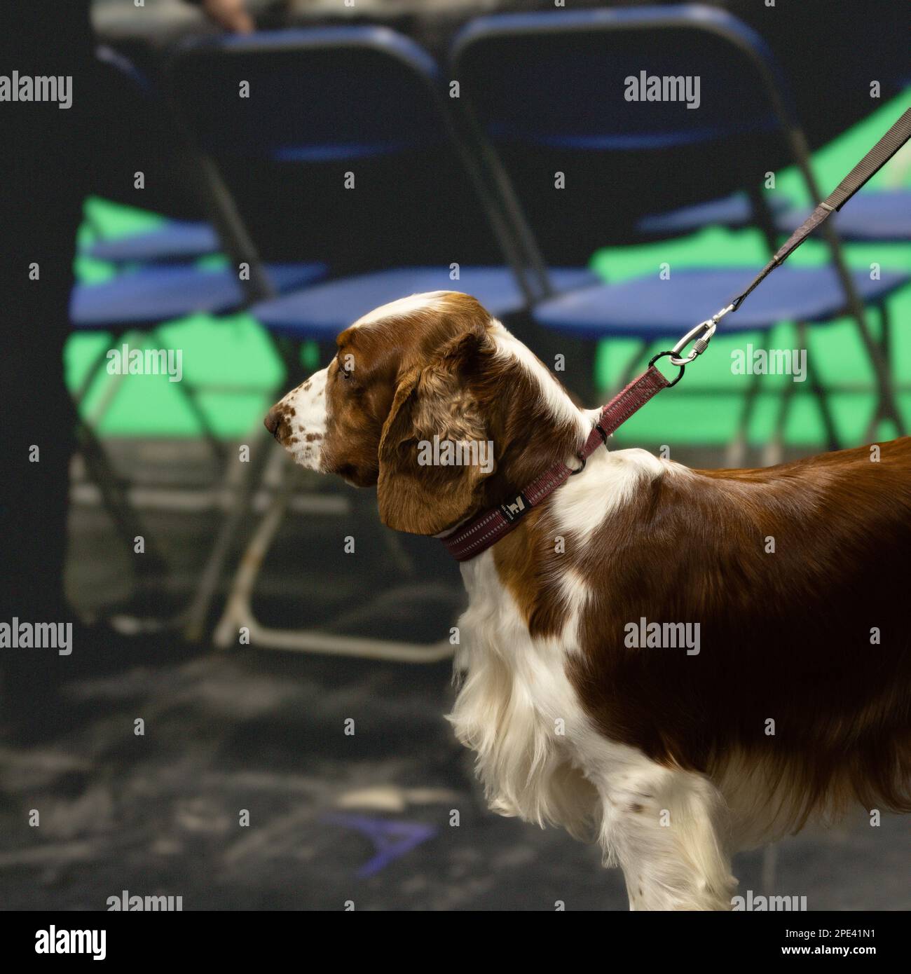 A Welsh Springer Spaniel at Crufts dog show Stock Photo