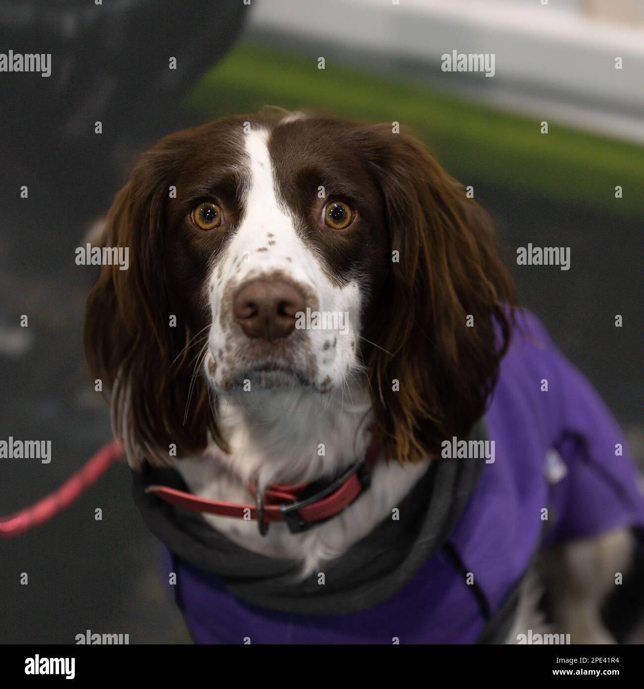 English Springer Spaniel at Crufts dog show 2023 Stock Photo