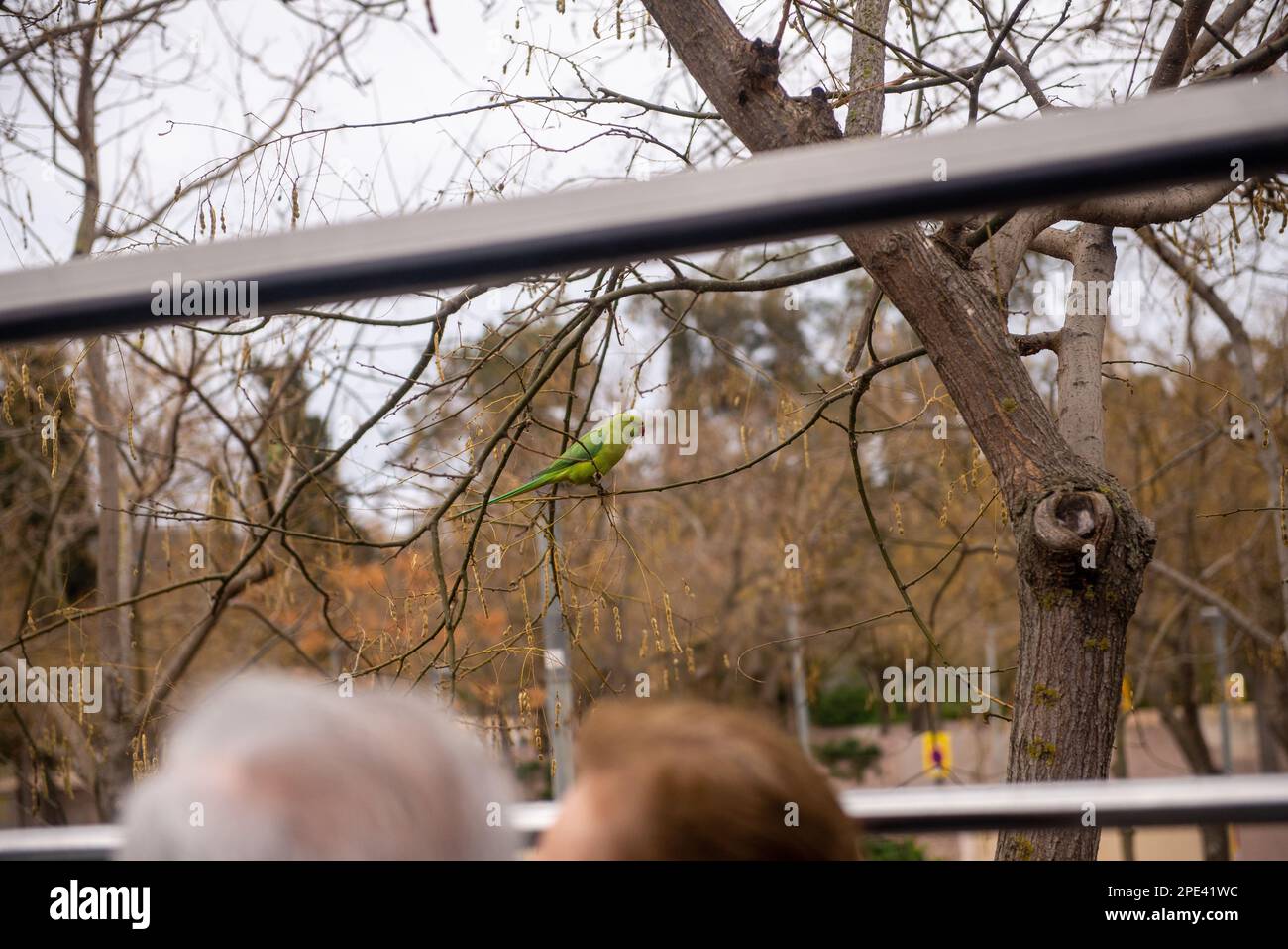 A parakeet perched on a tree looks at tourists driving beneath him in a sightseeing bus Stock Photo