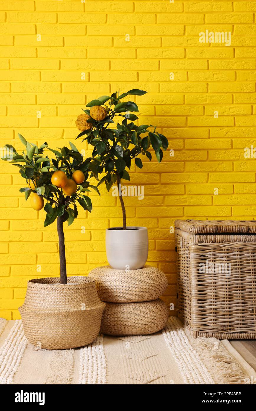 Idea for minimalist interior design. Small potted bergamot and lemon ...
