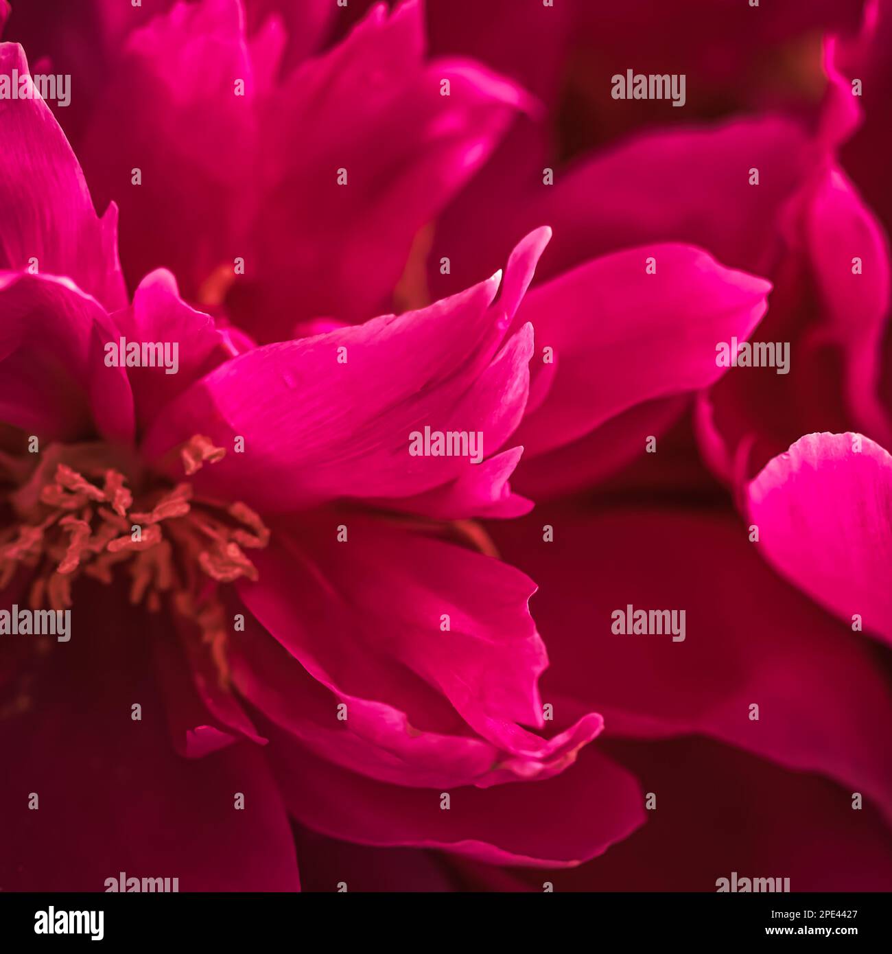 Soft focus, abstract floral background, ruby peony petals. Macro ...