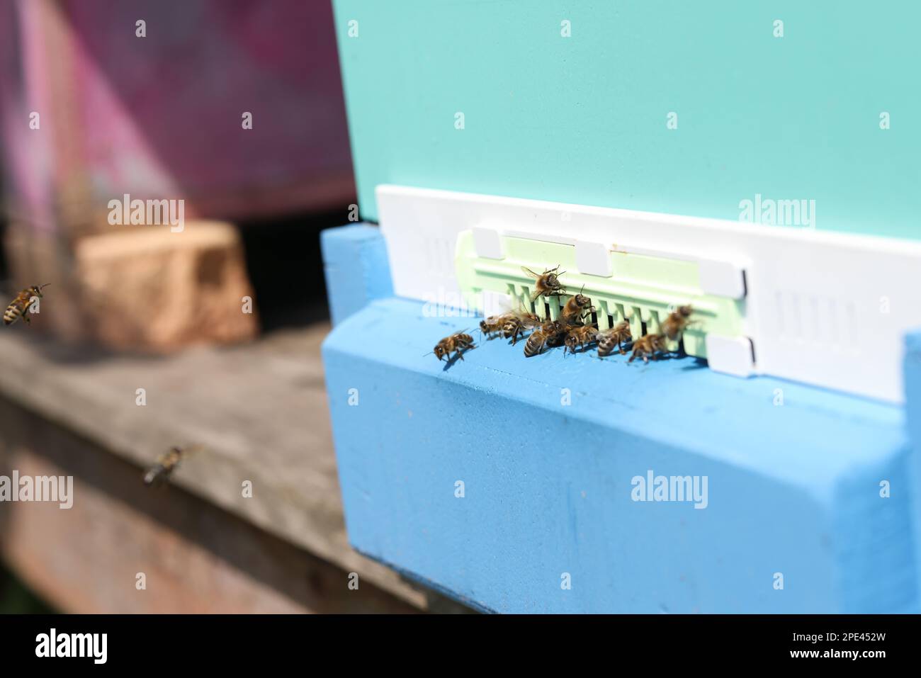 Plastic hive box hi-res stock photography and images - Alamy