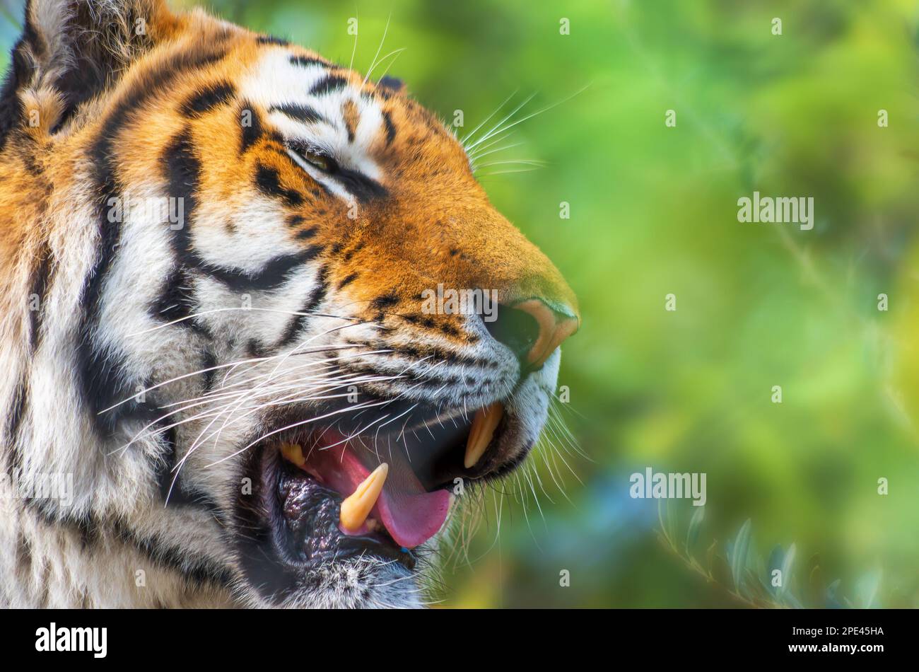 Portrait du Tigre de l’Amour,Tigre de Sibérie(Panthera tigris altaica) Stock Photo