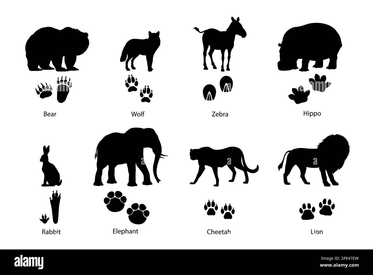 Animal footprints and silhouettes. Grizzly bear, wolf, zebra and