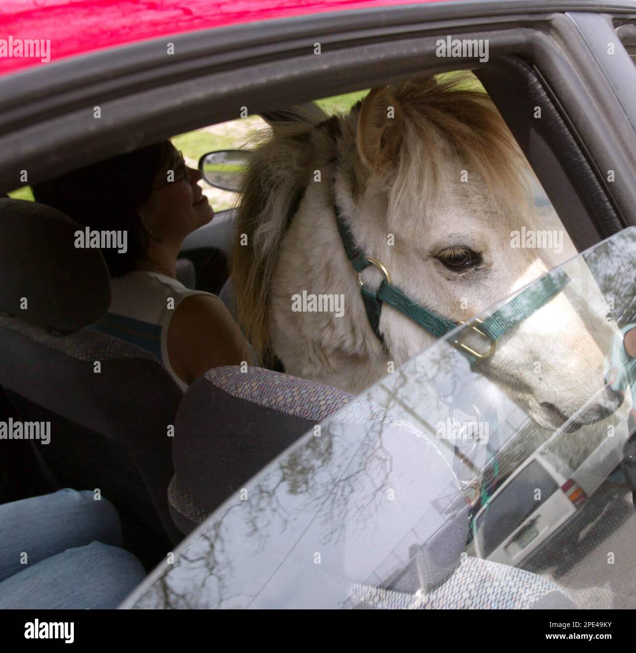 Vinnie, a horse, rides in the front passenger seat of Bonnie Flynn's