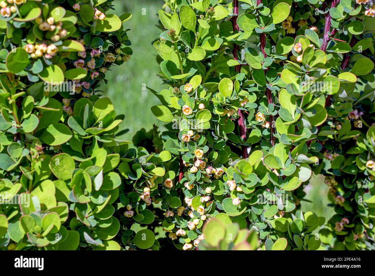 Bright green Thunbergs Barberry (Berberis Thunbergii Erecta) leaves and blooming flowers in the garden in spring. Stock Photo