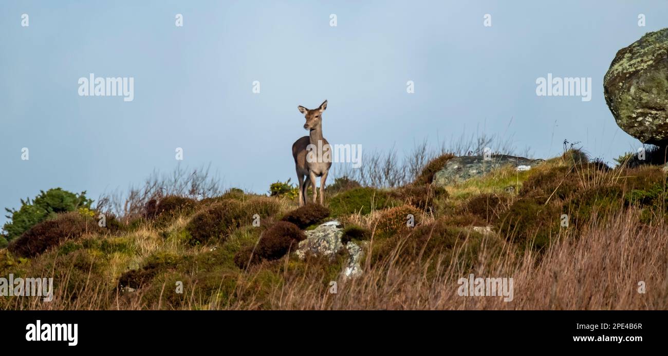 Red Deer on Castlegoland by Portnoo, County Donegal, Ireland. Stock Photo