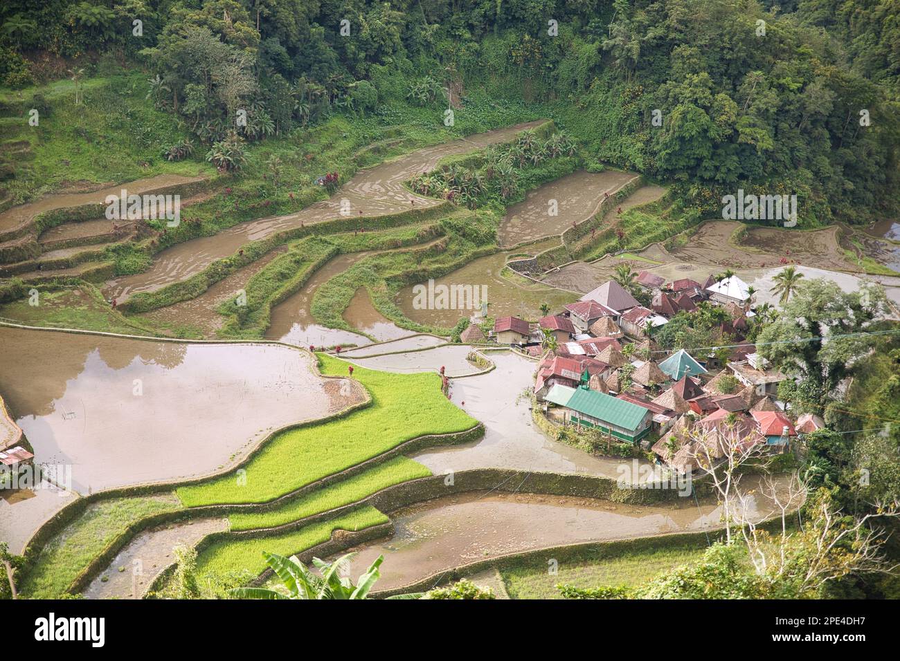 The rice terraces of Banaue in the Philippines, with a small settlement ...