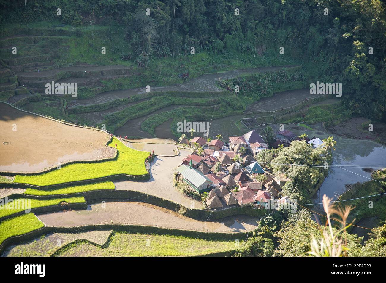 Tree Settlement The rice terraces of Banaue in the Philippines, with a small settlement ...