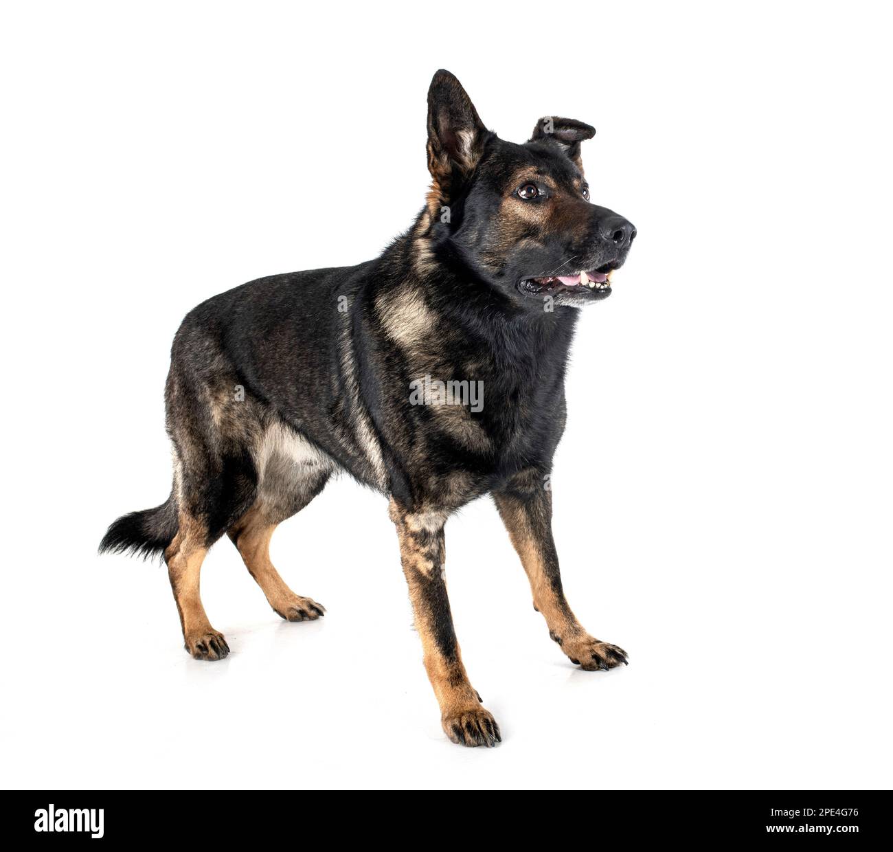 senior german shepherd in front of white background Stock Photo Alamy