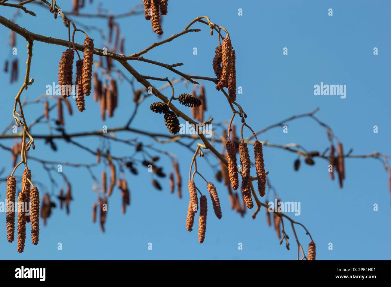European alder, Alnus glutinosa, branch with mature female catkins, blooming male catkins and buds on soft background, selective focus. Stock Photo