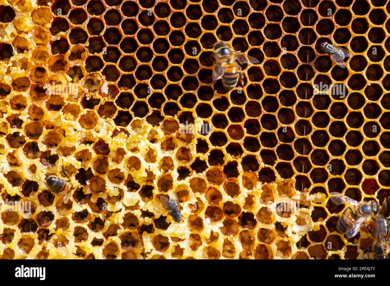 Bees working on honey cells. Close up macro. World Bee Day. Copy paste ...