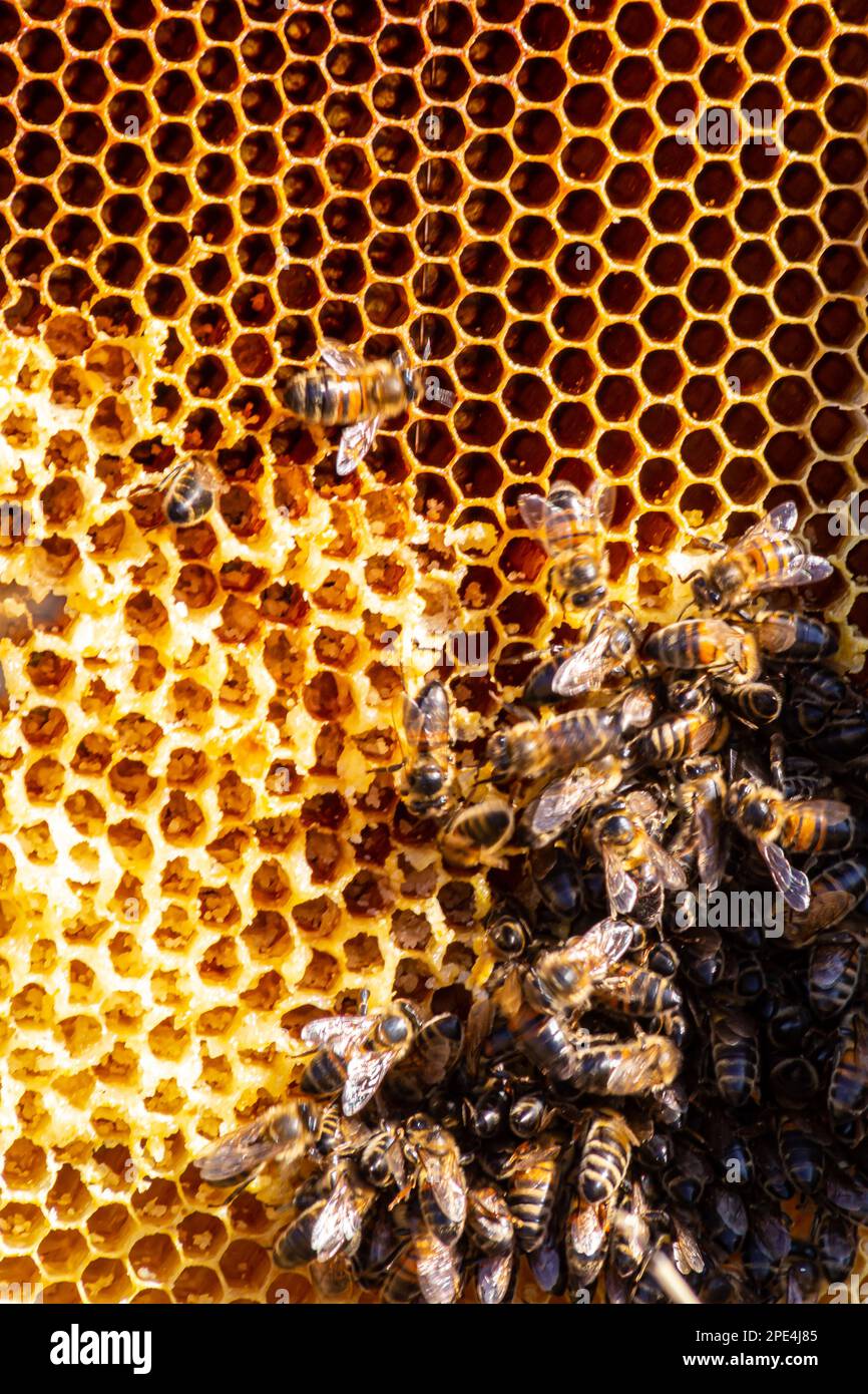 Bees working on honey cells. Close up macro. World Bee Day. Copy paste ...