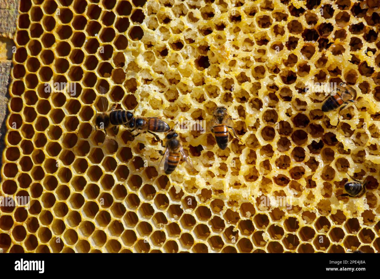 Bees working on honey cells. Close up macro. World Bee Day. Copy paste ...
