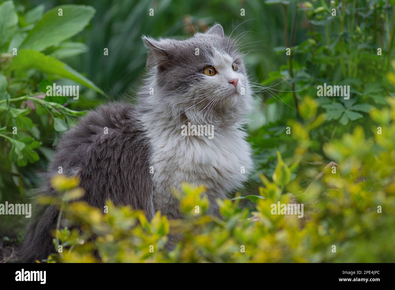 Safely take cat outdoors. Outdoor cats physical activity in the garden