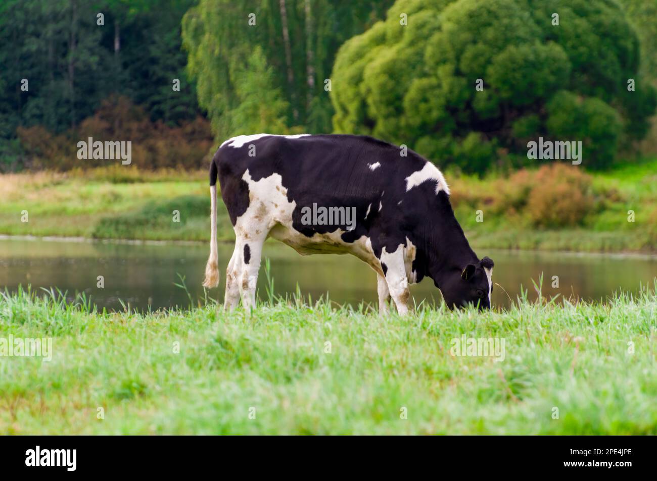 Holstein friesian cattle. A black and white cow grazes on a green ...