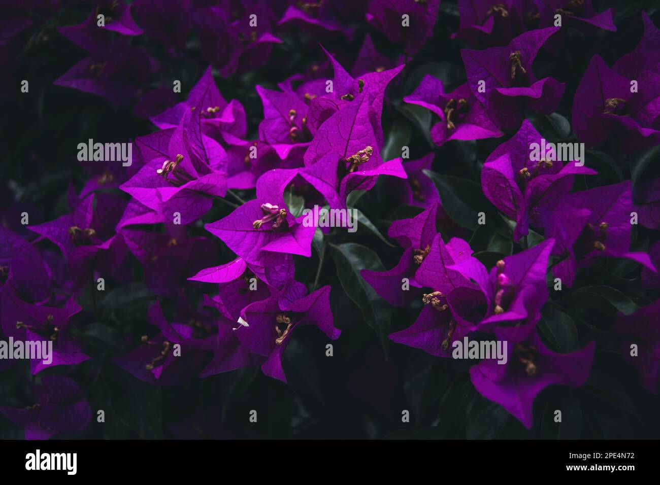 Magenta bougainvillea paper flowers. Powerful violet color. Dark green