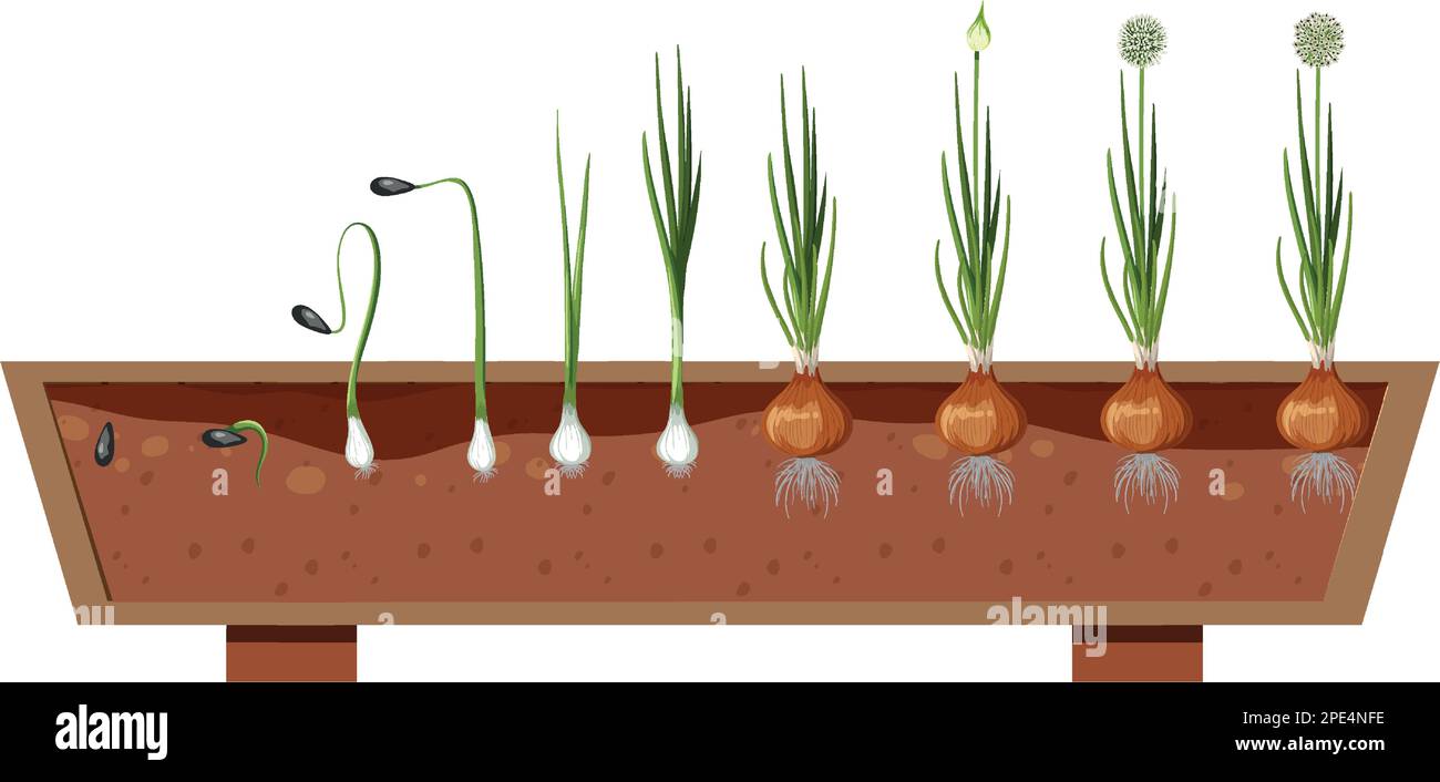 The growth stages of a onion plant illustration Stock Vector Image