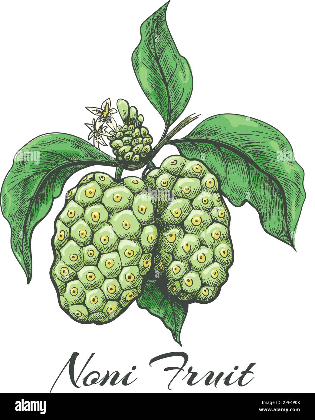 Indian mulberry morinda sketch Stock Vector