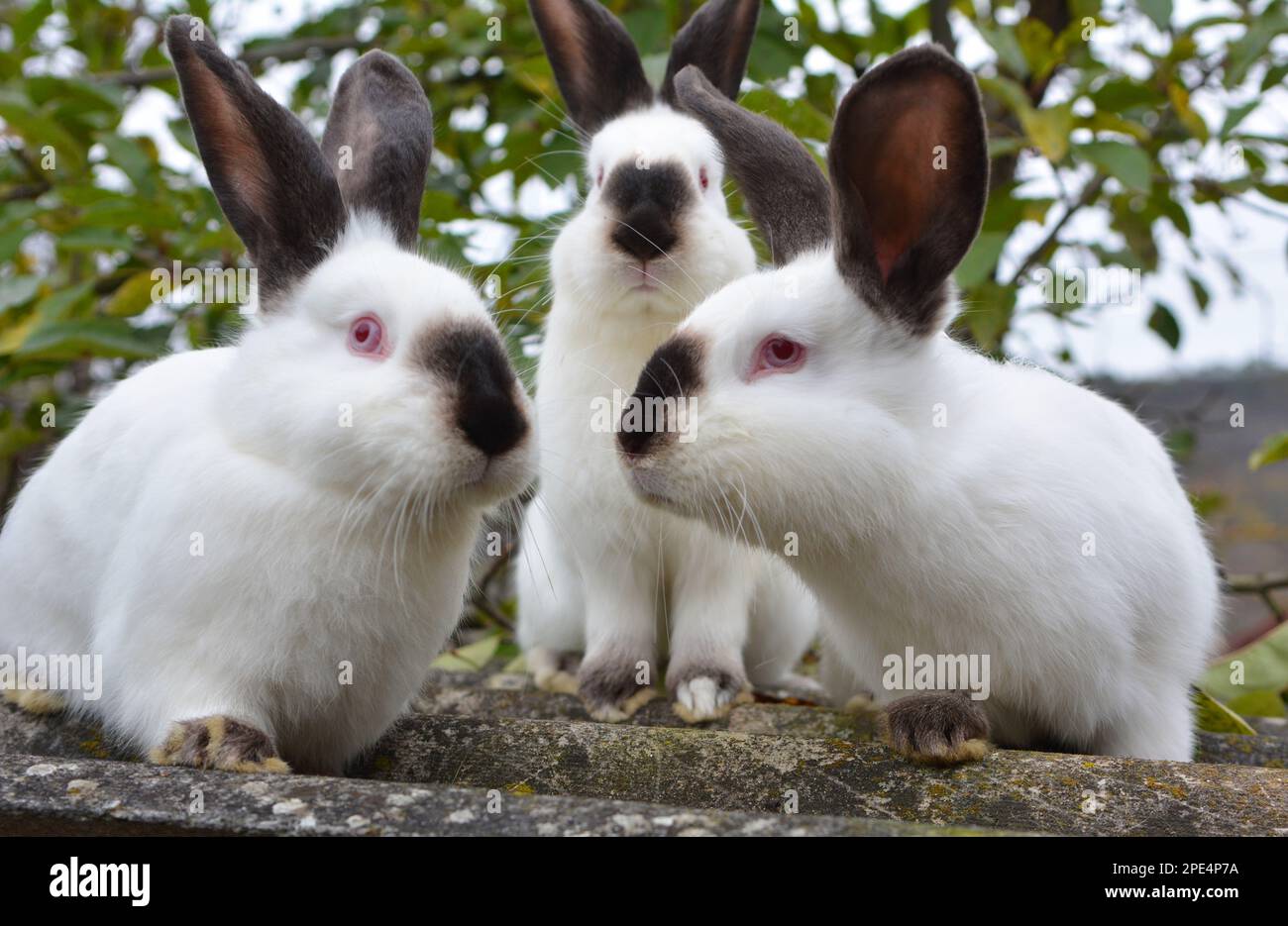 An adult rabbit of the Californian breed Stock Photo Alamy