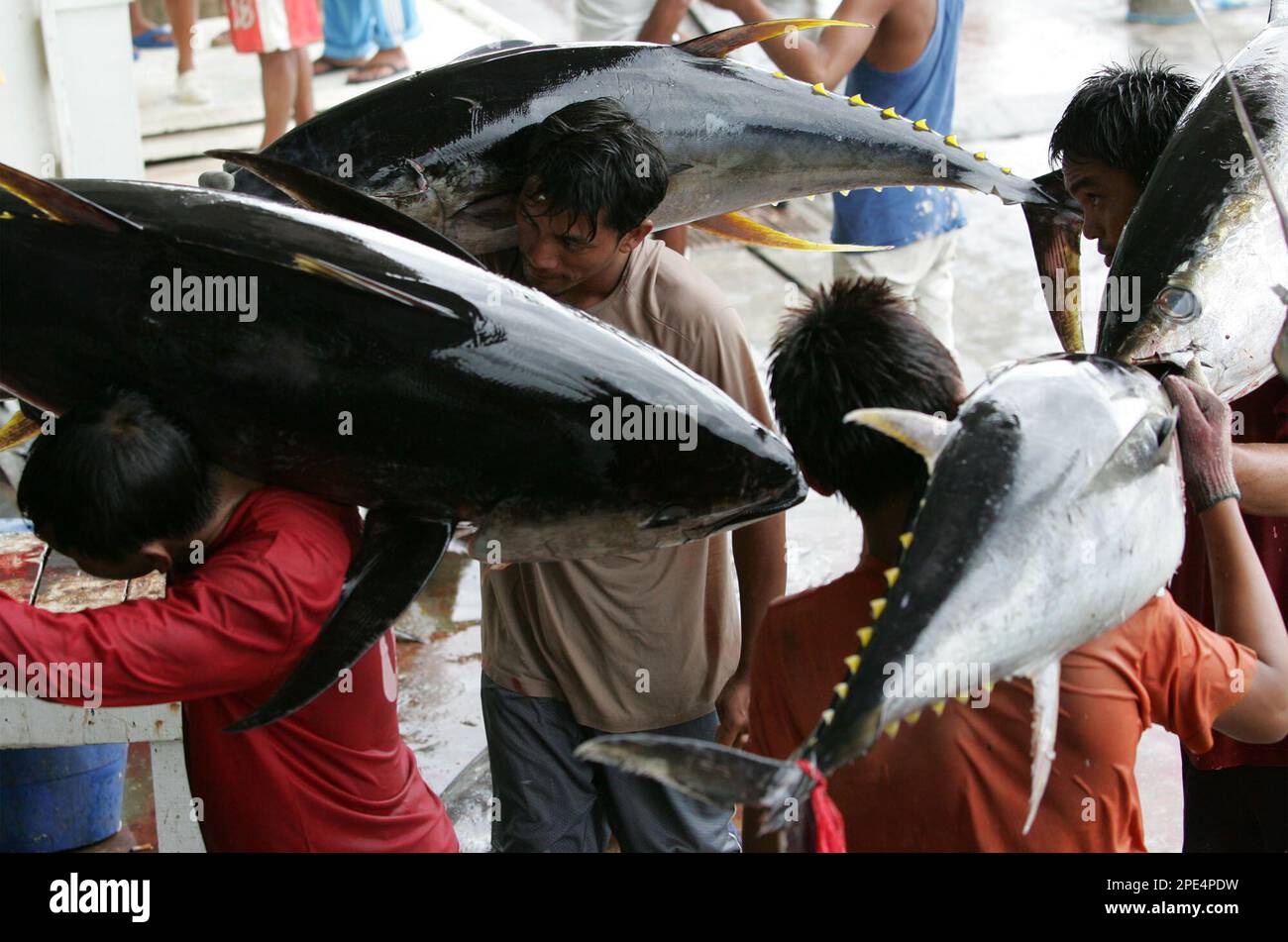 Fish porters wait for their turn to have their tunas weighed at a fish