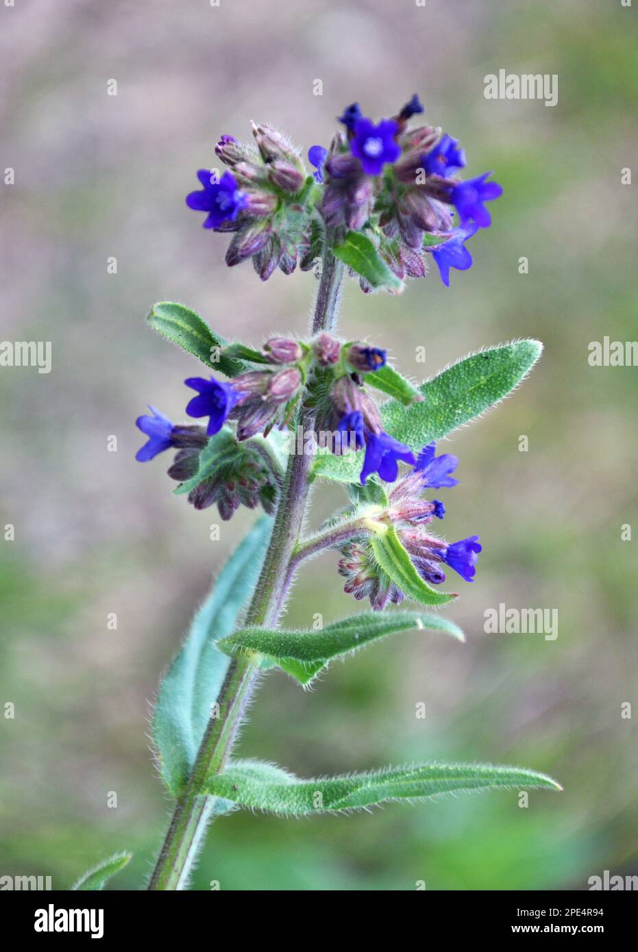 Anchusa blooms in the wild in the meadow Stock Photo