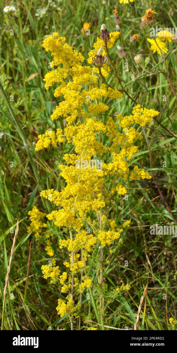 Galium verum grows among grasses in the wild Stock Photo