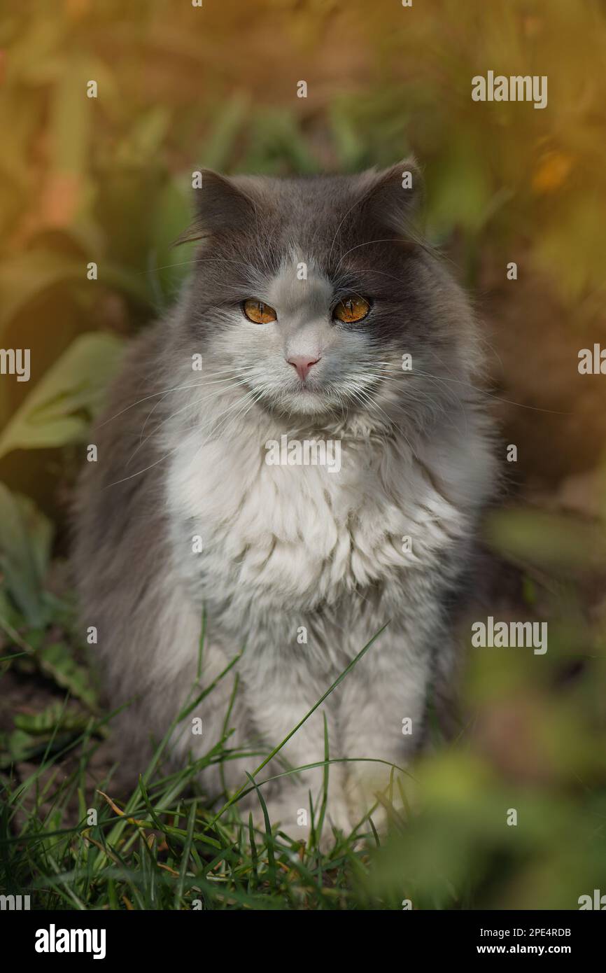Cat portrait close up in the autumn forest. Cat sitting in the field on ...