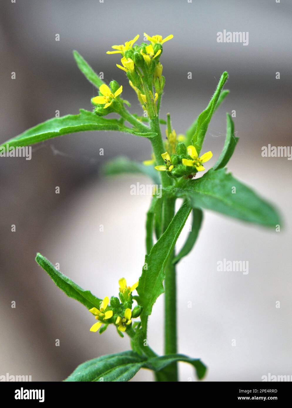 In the wild, sisymbrium officinale grows like a weed Stock Photo