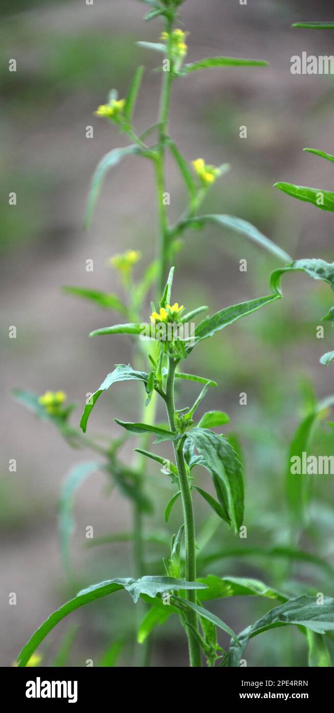 In the wild, sisymbrium officinale grows like a weed Stock Photo