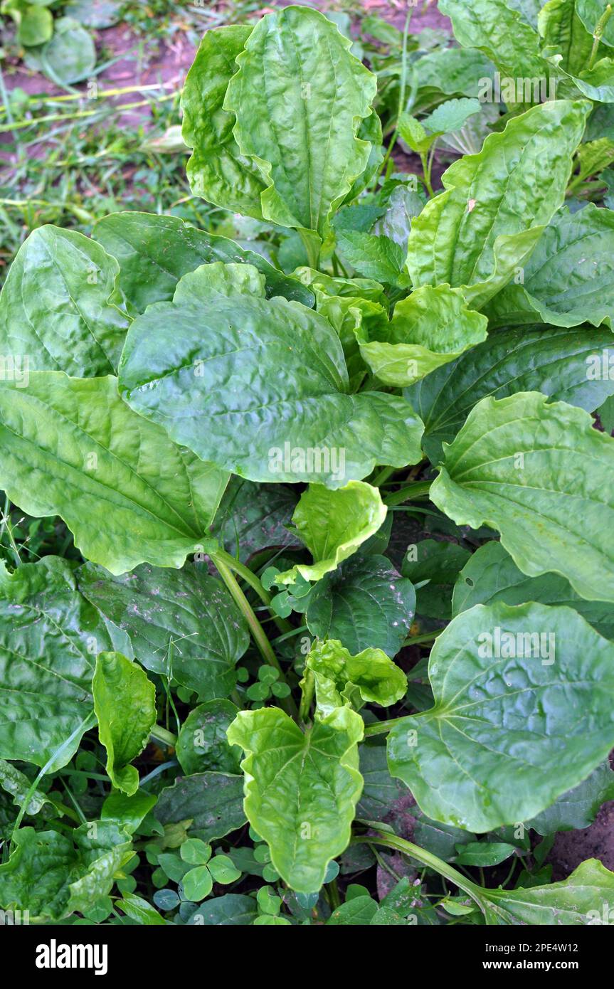 In summer, plantain is large (Plantago major, Plantago borysthenica) grows in the wild Stock Photo